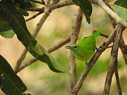 Leafbird