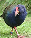 Takahē stride