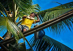 Worker in the Philippines using a bamboo bridge network to collect sweet coconut sap from cut flower stalks to make palm liquor