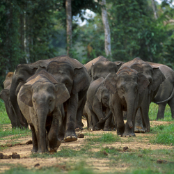 Female elephants live in stable groups, along with their offspring