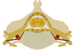 The spinal cord nested in the vertebral column.