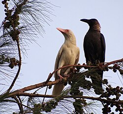 An albino juvenile house crow in Malacca, Malaysia, next to its normal-coloured parent