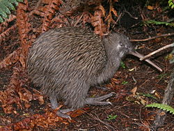 A southern brown kiwi.