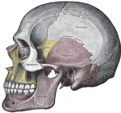 Side view of the skull