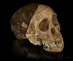 Cast of the skull of the Taung child, uncovered in South Africa. The Child was an infant of the Australopithecus africanus species, an early form of hominin