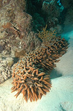 Thelenota ananas, a giant sea cucumber from the Indo-Pacific tropics