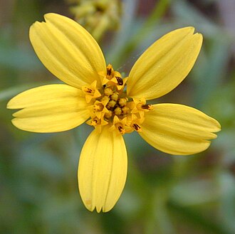 A typical Asteraceae flower head, showing the (five) individual ray florets and the (approximately 16) disk florets of Bidens torta specimen