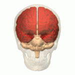 Location of the human cerebrum (red).