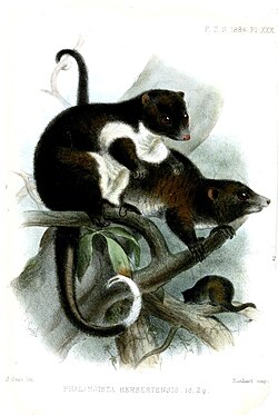 Herbert River ringtail possum, 1884