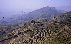 Terraced fields in the Jabal Haraz region of Yemen.