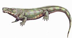 Limnoscelis, a carnivorous diadectomorph