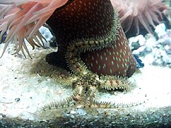 An Ophiothrix fragilis brittle star with missing arm segments from Póvoa de Varzim, Portugal