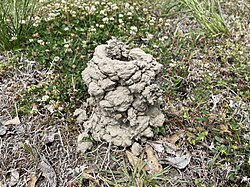 Crayfish Mound in Madison Parish, Louisiana.
