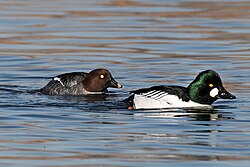 Common goldeneye couple, male on the right