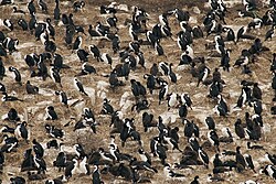 Imperial shags in Beagle Channel