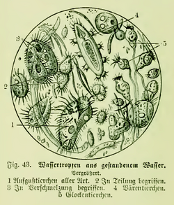 An illustration of various creature in a water drop