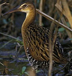 King rail