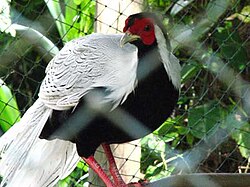 Male silver pheasant