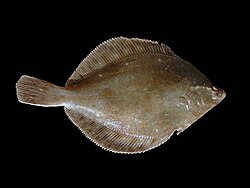 The European plaice was named Pleuronectes platessa in 1758.
