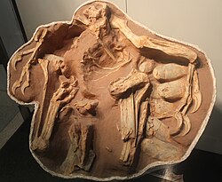 Fossil interpreted as a nesting oviraptorid Citipati at the American Museum of Natural History.