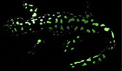 Biofluorescence in Ambystoma tigrinum