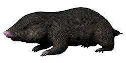 Docofossor