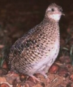 Dwarf tinamous have been badly affected by pastoral management