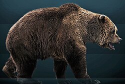 Cave bear (Ursus spelaeus) reconstruction