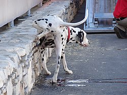Dogs communicate using pheromones and olfactory signals in urine.[20]