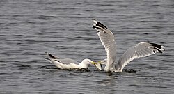 Fighting for a fish.