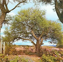An Algarrobo, white carob tree, in the Gran Chaco area of Argentina. This prized shade tree is common to the area.
