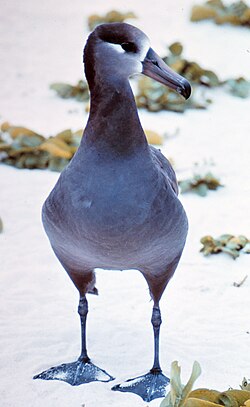 Unlike most Procellariiformes, albatrosses, like this black-footed albatross, can walk well on land.[citation needed]