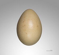 Lophura nycthemera - MHNT