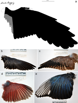 Wing (a) compared to those of modern birds (b-e)