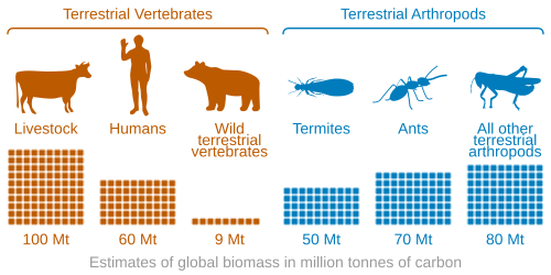 Biomass distribution of humans, livestock, and other animals[41]