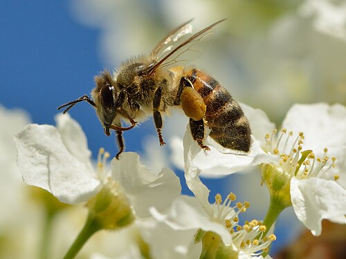 Honey bee on bird cherryHoney bees are especially well adapted to collecting and moving pollen, thus are the most commonly used crop pollinators. Note the light brown pollen in the pollen basket.