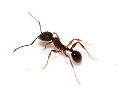 A. rudis