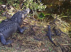 Mother American alligator with nest and young