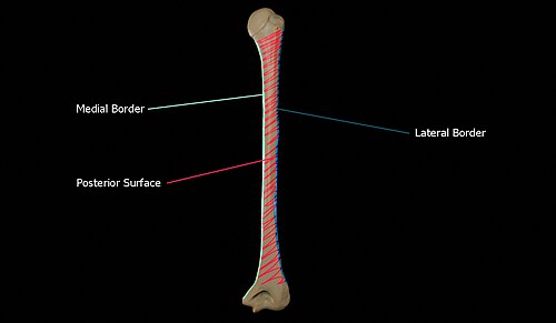 Posterior view of the humerus showing the medial and lateral borders and the posterior surface of the humerus