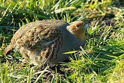 Grey partridge.