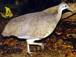 Great tinamou
