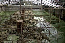 Crocodile farming in Australia