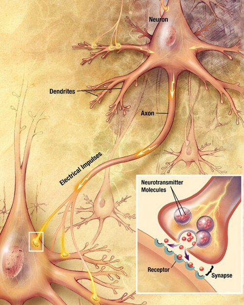 Major elements in synaptic transmission. An electrochemical wave called an action potential travels along the axon of a neuron. When the wave reaches a synapse, it provokes release of a small amount of neurotransmitter molecules, which bind to chemical receptor molecules in the membrane of the target cell.