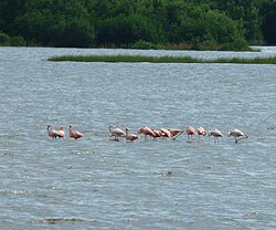 Vagrant American flamingoes at Cedar Key, Florida