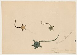 drawing of three ophioderma