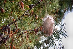 Caterpillar nest of Thaumetopoea pityocampa on a Pinus halepensis branch