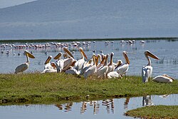 Great white pelicans loafing in Kenya