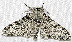 Biston betularia morpha typica, the standard light-colored peppered moth