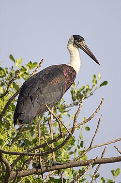 Woolly-necked stork-GOA