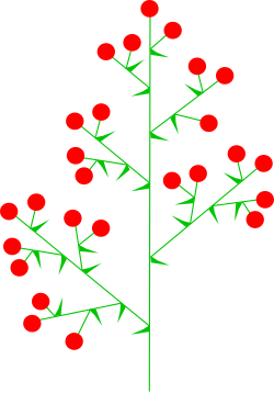Diagram of a panicle